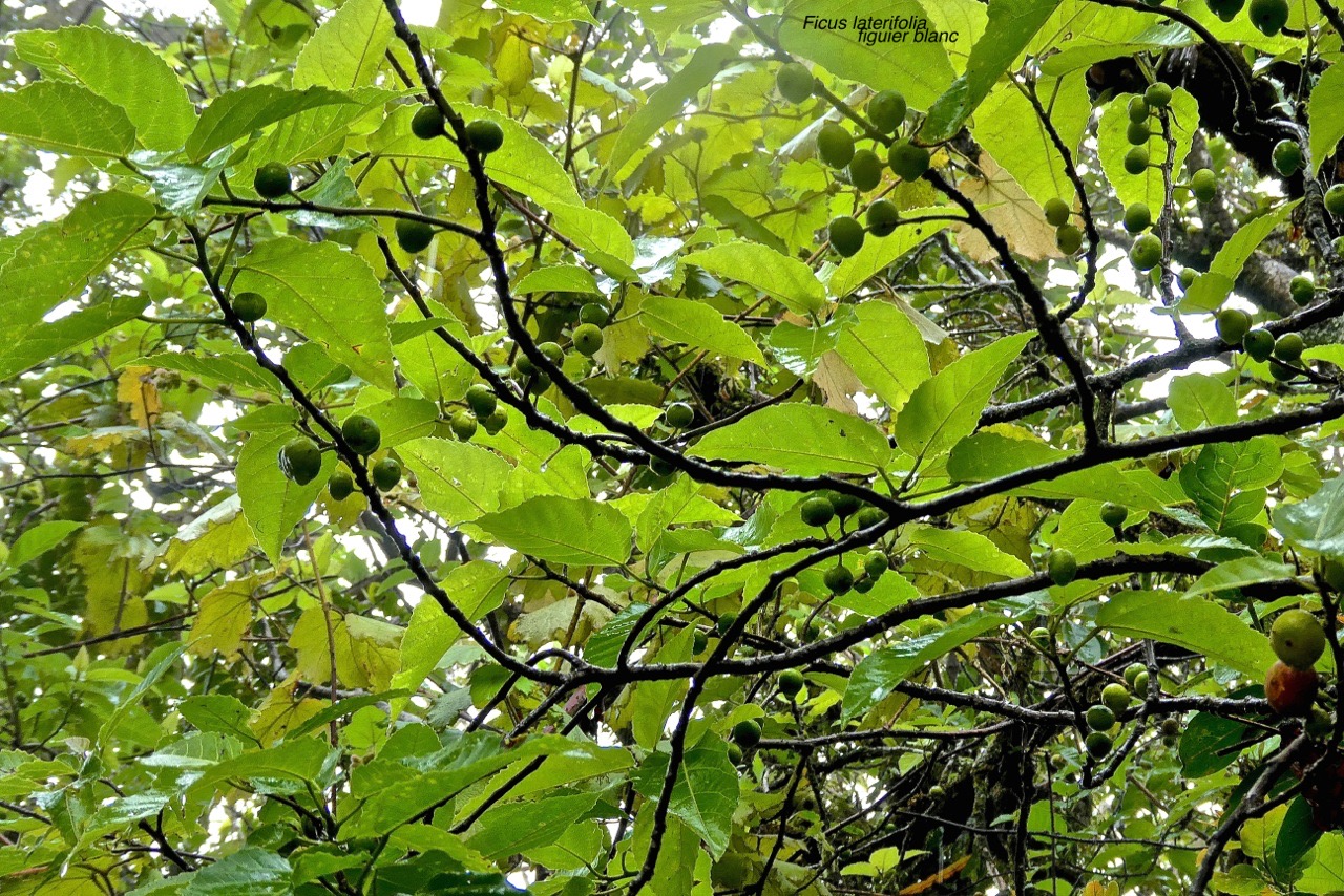 Ficus laterifolia Vahl. figuier blanc. moraceae.endémique Réunion Maurice. P1026972