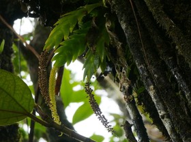Oberonia disticha - EPIDENDROIDEAE - Indigène Réunion