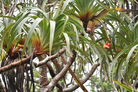 Pandanus montanus - Pimpin des hauts - PANDANACEAE - Endémique Réunion