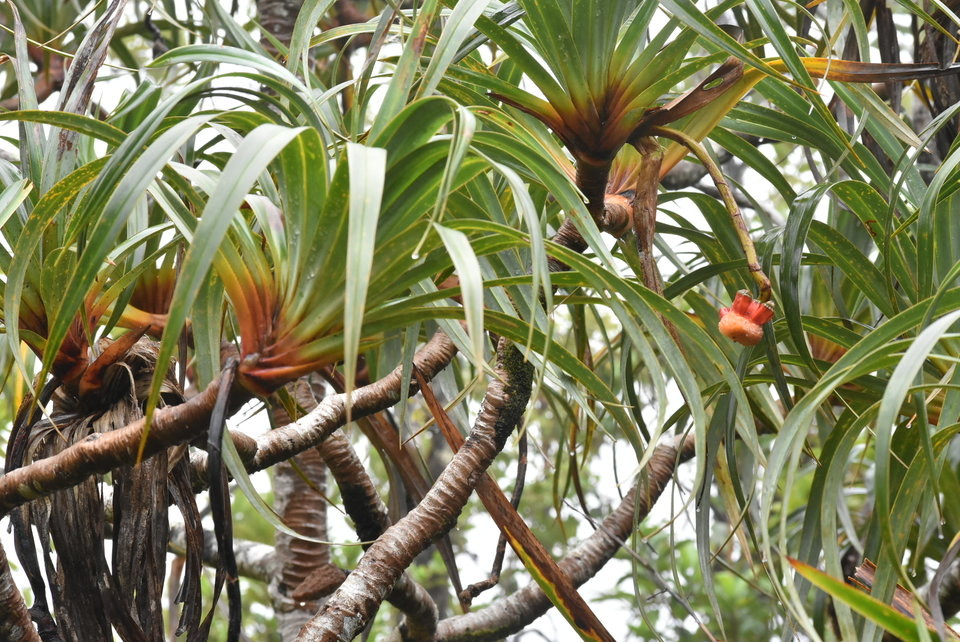Pandanus montanus - Pimpin des hauts - PANDANACEAE - Endémique Réunion