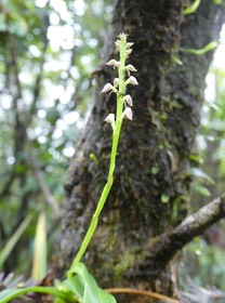 Polystachya concreta - EPIDENDROIDEAE - Indigène Réunion - P1030867