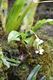 Polystachya cultriformis - EPIDENDROIDEAE - Indigène Réunion - MB2_6050