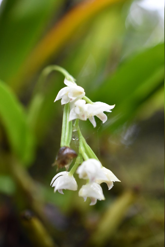 Polystachya cultriformis - EPIDENDROIDEAE - Indigène Réunion - MB2_6051