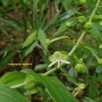 Habenaria sigillum Orchidaceae Ende ́mique La Réunion, Maurice 39.jpeg