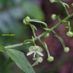 Habenaria sigillum Orchidaceae Endémique La Réunion, Maurice 7990.jpeg