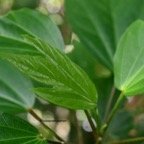 Hibiscus boryanus Foulsapate marron Malvace ae Endémique La Réunion, Maurice 7925.jpeg