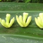 composition florale.jpg