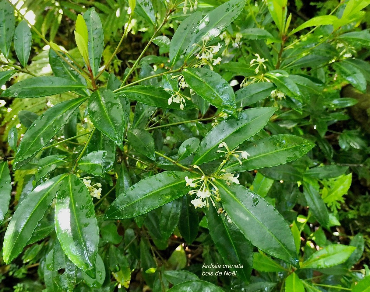 Ardisia crenata.bois de Noël.primulaceae.amphinaturalisé..jpeg