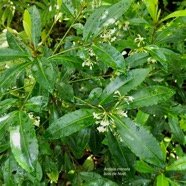 Ardisia crenata.bois de Noël.primulaceae.amphinaturalisé..jpeg