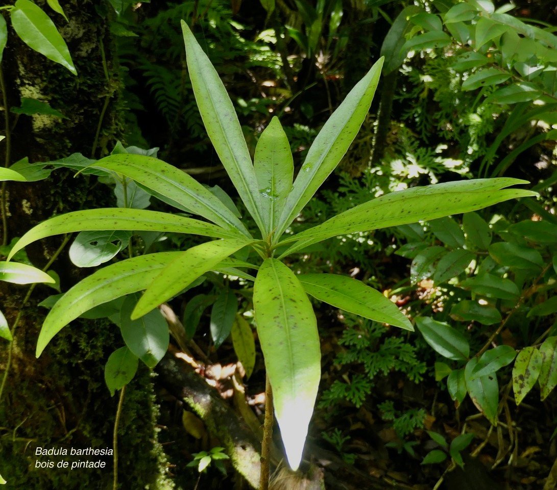 Badula barthesia. bois de savon.bois de pintade.primulaceae.endémique Réunion. (1).jpeg