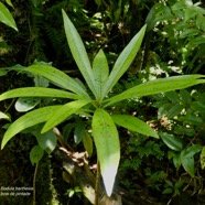 Badula barthesia. bois de savon.bois de pintade.primulaceae.endémique Réunion. (1).jpeg