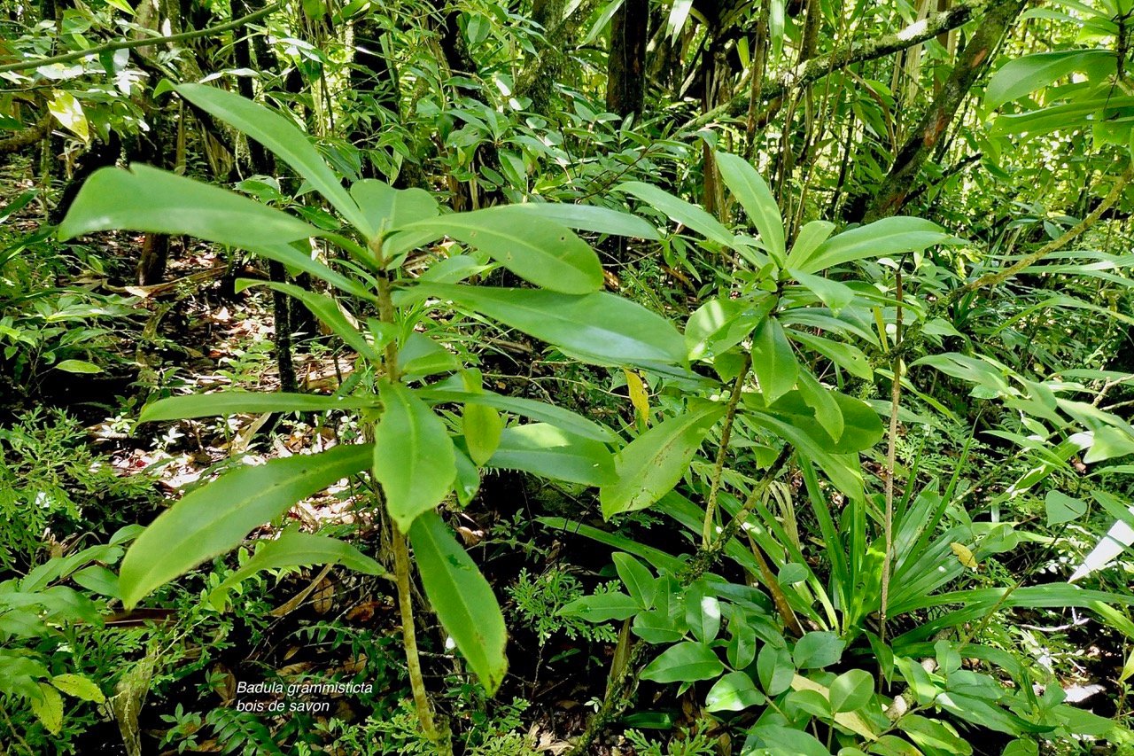 Badula grammisticta.bois de savon.primulaceae.endémique Réunion. (1).jpeg
