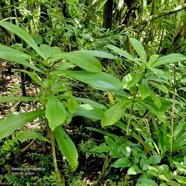 Badula grammisticta.bois de savon.primulaceae.endémique Réunion. (1).jpeg