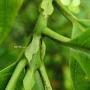 Bertiera borbonica  Bois de raisin. rubiaceae.endémique Réunion. (1).jpeg