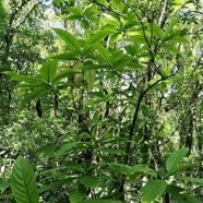Bertiera borbonica  Bois de raisin. rubiaceae.endémique Réunion. (2).jpeg