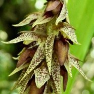Bulbophyllum variegatum.orchidaceae.endémique Madagascar Mascareignes. (1).jpeg