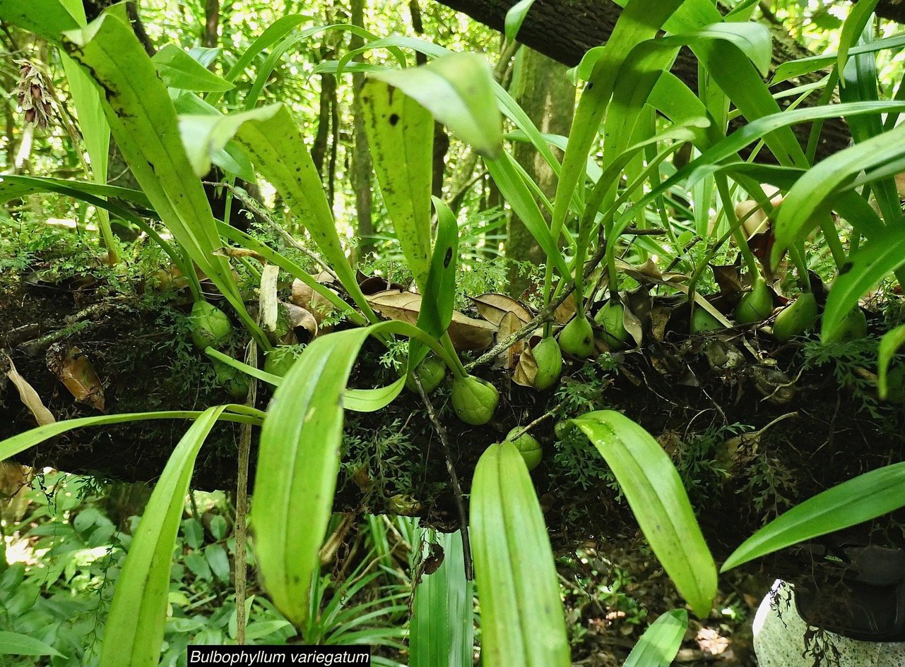 Bulbophyllum variegatum.orchidaceae.endémique Madagascar Mascareignes..jpeg