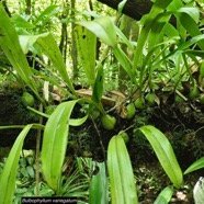 Bulbophyllum variegatum.orchidaceae.endémique Madagascar Mascareignes..jpeg
