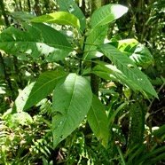 Chassalia corallioides Bois de corail  bois de lousteau rubiaceae.endémique Réunion. (1).jpeg