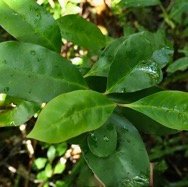 Coffea mauritiana.café marron.rubiaceae.endémique Réunion Maurice..jpeg
