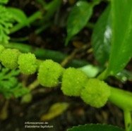 Elatostema fagifolium  urticaceae.indigène Réunion; (1).jpeg