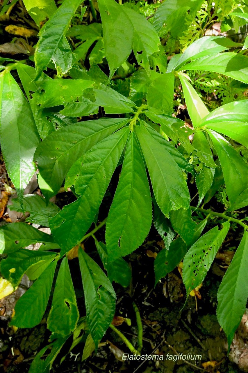 Elatostema fagifolium  urticaceae.indigène Réunion;.jpeg