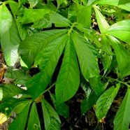 Elatostema fagifolium  urticaceae.indigène Réunion;.jpeg