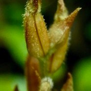 Goodyera perrieri.orchidaceae.indigène Réunion. (2).jpeg