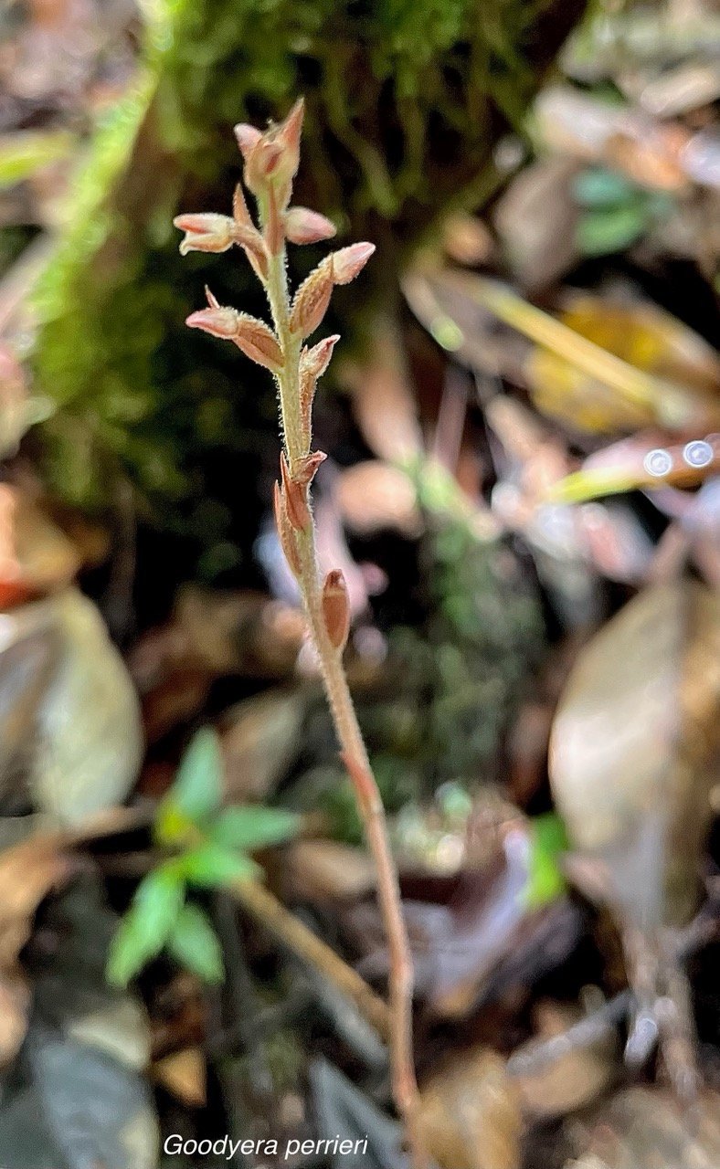 Goodyera perrieri.orchidaceae.indigène Réunion..jpeg
