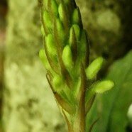 Goodyera rosea.orchidaceae.endémique Madascar Mascareignes . (2).jpeg