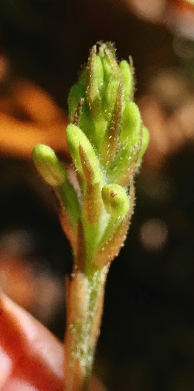 Goodyera rosea.orchidaceae.endémique Madascar Mascareignes . (3).jpeg