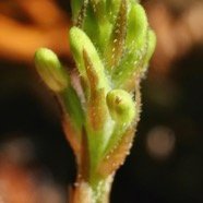 Goodyera rosea.orchidaceae.endémique Madascar Mascareignes . (3).jpeg