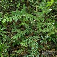 Grangeria borbonica.bois de punaise.chrysobalanaceae.endémique Réunion Maurice .,.jpeg