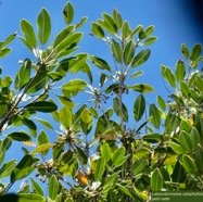 Labourdonnaisia calophylloides. petit natte ( avec fleurs et boutons floraux ) .sapotaceae. endémique Réunion Maurice ..jpeg
