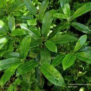 Labourdonnaisia calophylloides. petit natte .sapotaceae. endémique Réunion Maurice ..jpeg
