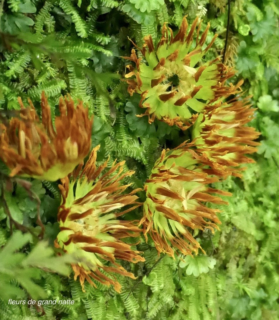 Mimusops balata.grand natte.sapotaceae.endémique Réunion Maurice..jpeg