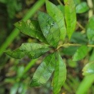 Myonima obovata .bois de prune marron.bois de prune rat.rubiaceae.endémique Réunion Maurice.jpeg