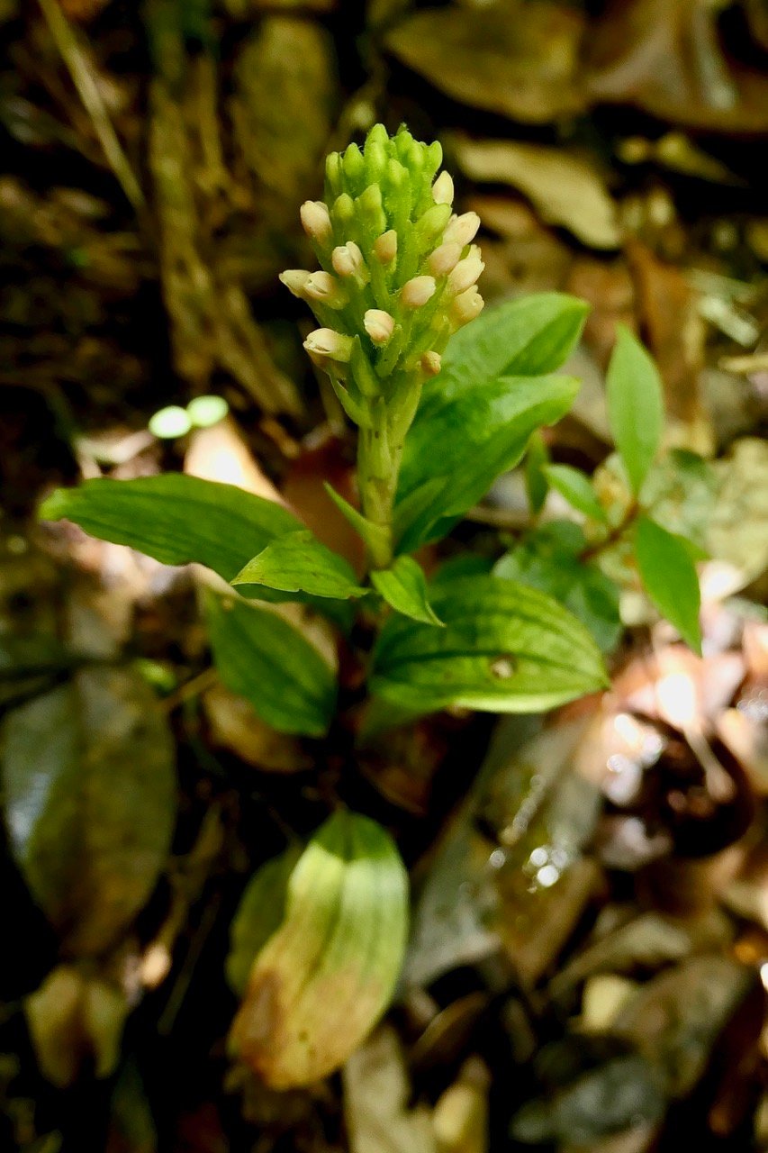 Platylepis densiflora.orchidaceae.endémique Madagascar Mascareignes. (2).jpeg