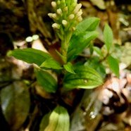 Platylepis densiflora.orchidaceae.endémique Madagascar Mascareignes. (2).jpeg