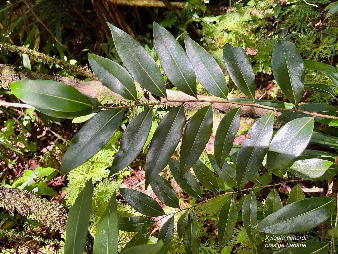 Xylopia richardii Boivin ex Baill.bois de banane.annonaceae.endémique Réunion Maurice..jpeg
