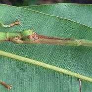 Monandroptera sp. jeune femelle indigène-Nicolas Cliquennois (2).jpg