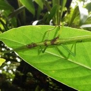 Rhaphiderus spiniger mâle subadulte indigène-Nicolas Cliquennois.JPG