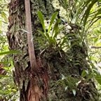 3. ??? Bulbophyllum variegatum Thouars.jpeg