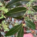 4. Xylopia richardii - Bois de banane - Annonacée - B  IMG_8596.JPG.jpeg
