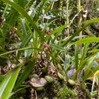 5. ??? Bulbophyllum variegatum Thouars.jpeg