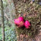 7.  Fruits du Syzygium cymosum - Bois de pomme rouge - Myrtacée - B.jpeg
