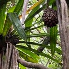 9. Rongé par les rats, fruit du Pandanus purpurascens - Vacoa des hauts - Pandanaceae - Mascar. (B).jpeg