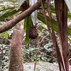 10. Rongé par les rats, fruit du Pandanus purpurascens - Vacoa des hauts - Pandanaceae - Mascar. (B). IMG_8611.JPG.jpeg