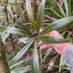 12. Plantnet di Badula barthesia.jpeg