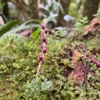 13. ??? Bulbophyllum bernadetteae - - Orchidaceae -   IMG_8619.JPG.jpeg